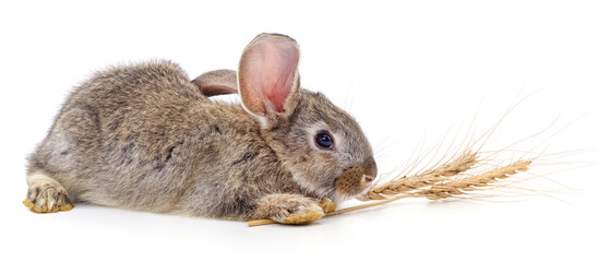 Wall Mural - Rabbit and spikelet of wheat.