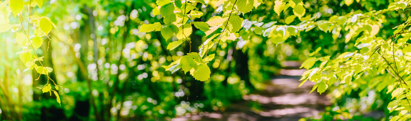 Wall Mural - Beautiful panoramic spring scenery with green leaves and bokeh background