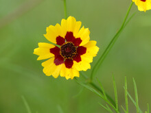 Closeup Of A Bright Golden Tickseed Flower In The Blurred Background