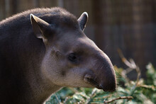 Portrait Of South American Tapir (Tapirus Terrestris)