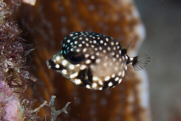 Wall Mural - Juvenile Smooth Trunkfish on Caribbean Coral Reef