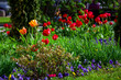 © Александр Беспалый - flower bed in the garden with flowers red tulips and pansies in green grass landscape design on a spring sunny park with plants close up, nobody.