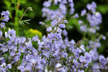 Polemonium reptans 'Stairway to Heaven'  in flower