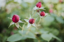 Selective Focus Shot Of Red Rosebuds On A Bush