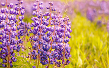 Group Of Purple Lupine Flowers In Small Forest