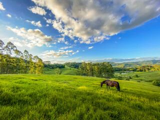 horses in the meadow