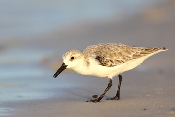 Sanderling, Calidris alba, Saint Andrews Sate Park, Florida, USA