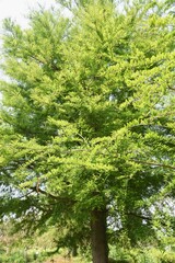 Sticker - Bald cypress is a coniferous tree of Cupressaceae native to North America and grows in wetlands.