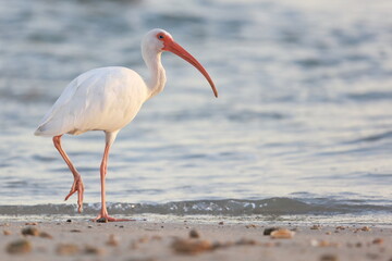 Wall Mural - White Ibis, Eudocimus albus, Sebastian Inlet  Sate Park, Florida, USA