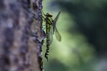 Closeup of a dragonfly on a wooden surface with a blurry background