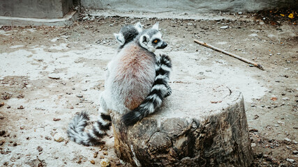 Poster - Adorable suricates sitting on the trunk in a zoo - wildlife