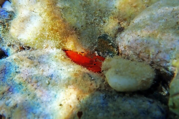 Poster - Red pistol snapping shrimp - Alpheus macrocheles