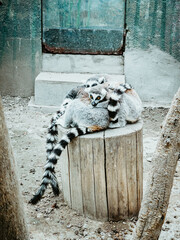 Poster - Vertical shot of adorable suricates lying on the tree trunk in a zoo - wildlife