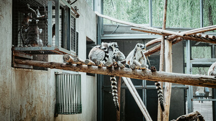 Poster - Adorable suricates sitting on the log in a zoo - wildlife