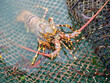 Close up Painted spiny lobster climbing on the net.