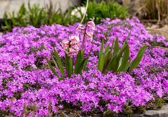 Poster - Blooming hisacinths among lilac aubrieta deltoidea flowers in the summer garden