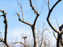 Pruned Apple Trees In Orchard And Blue Sky