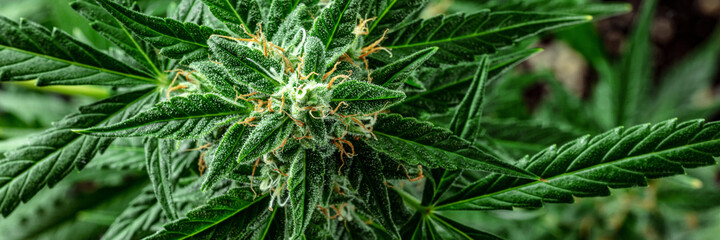 marijuana plant panorama. grown cannabis plant with plenty of trichomes