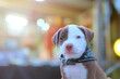 pitbull puppy dogs adorable on background.