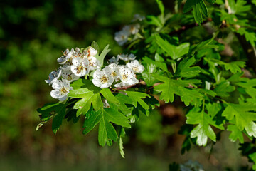 Poster - Eingriffeliger Weißdorn, Hagedorn // Common hawthorn (Crataegus monogyna)