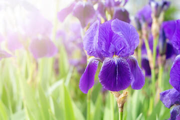 Wall Mural - Purple bearded iris against the background of blooming violet and blue flowers in the field. Blossom of spring and summer flora in sunlight.