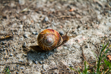 snail on leaf