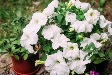 Wall Mural - flowers in a pot