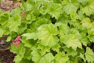 Wall Mural - Heuchera sanguinea