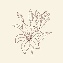 Sketch Lily Illustration. Botanical Design