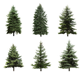 Wall Mural - Beautiful evergreen fir trees on white background, collage