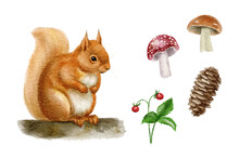 Watercolor Illustration Of A Squirrel. Hand Drawn Forest Elements, Mushrooms, Pine Cone, Strawberry, Isolated On White Background.
