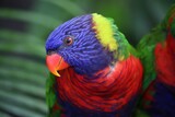 Fototapeta Tęcza - Rainbow lorikeet parrot