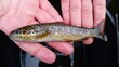 small individual of brown  trout salmo trutta in šumava national park of czech republic