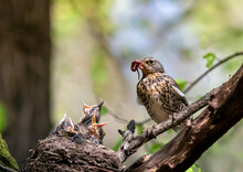  Thrush Bird Has Brought Worms To The Nest Of Its Hungry Chicks And Is Feeding Them In The Spring Park