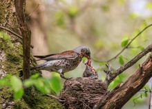  Thrush Bird Has Brought Worms To The Nest Of Its Hungry Chicks And Is Feeding Them In The Spring Park