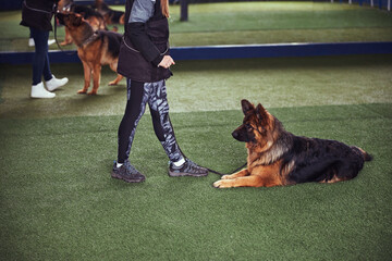 Dog lying on the synthetic turf during the training session