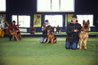 © Svitlana - Three women and their dogs in the obedience school