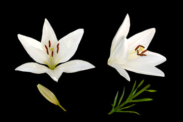 Wall Mural - white lily flowers isolated on black
