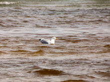 Adorable Seagull Swimming In The Wavy, Brown Water - Wildlife