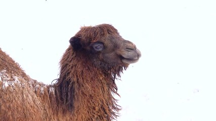 Canvas Print - portrait of a camel chewing on a background of white snow