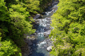 Canvas Print - Valley of early summer green trees and clear river in Japan.