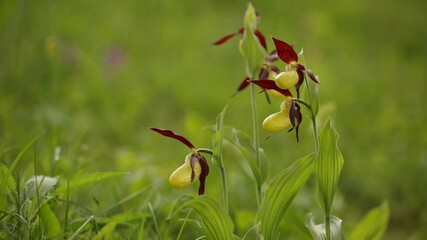 Wall Mural - Severely endangered orchid, Cypripedium calceolus flower plant lady's-slipper orchid. A rare plant whose flower resembles a lady's shoe.