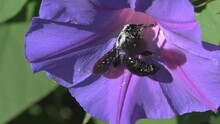 Big Bee. With Many Pollen. Carpenter Bee Insect. Taking Nectar In Purple Flower. Flying