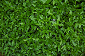 Natural background from juicy green leves with drops after rain.