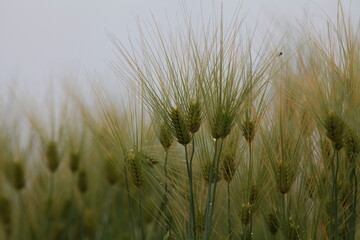 grass in the wind