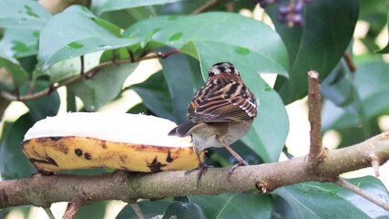 Poster - Ave tico-tico (Zonotrichia capensis) comendo banana