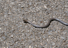 A Northern Ring Neck Snake Crosses A Trail In A Park In Maryland