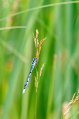 Grass straw with a sitting Common Blue damselfly