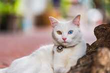 White Cat With Two Colored Eyes The Most Beautiful And Fascinating. One Eye Blue The Other Side Is Amber. There Was A Small Bell On His Neck, Leaning On A Rock.