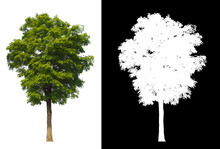 Isolated Tree On White Background With Selected And Path Inside, Alpha Channel Built In Picture For Brush And Selection Tree 